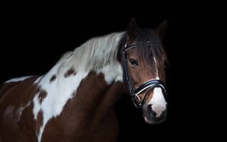 Картинка лошадь, величественная, конь, животные, бесплатные фотографии