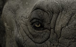 Картинка природа, животное, крупным планом, носорог, дикие, млекопитающее, слоны и мамонты, бесплатные фотографии, монохромный, индийский слон, животные, опасно, глаз, заповедник, африканский слон, лицо, фауна, индийский, слон, дикая природа, близко, глаз крупным планом