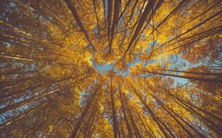 Картинка дерево, лес, древесное растение, ветвь, природа, лист, бесплатные, солнечный свет, лесной массив, лиственный, смотрящий вверх, осень