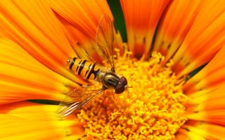 Картинка природа, растение, флора, лепесток, мёдоносная пчела, пыльца, полевой цветок, фотографии, нектар, фауна, цветы, макросъёмка, семейство маргариток, перепончатокрылое насекомое, беспозвоночный, насекомое, ботаника, крупным планом, опылитель, желтый, пчела, цветок