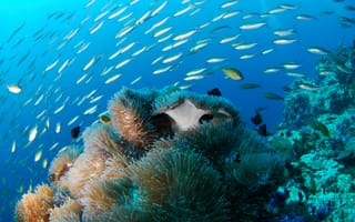 Картинка море, океан, подводное, беспозвоночный, биология моря, риф, дайвинг, каменистый коралл, биология, помацентрия, окружающая природа, среда обитания, подводный, кораллы, рыбы кораллового рифа, коралловый риф, подводный мир, морская анемона