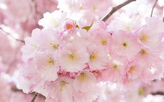 Картинка дерево, ветвь, весна, цветения, переполненный, пышной, романтический, красота, весеннее пробуждение, романтика, bl tenmeer, растение, макросъёмка, превосходно, лепесток, цветущее растение, наземное растение, японские вишневые деревья, прекрасная, японская вишня, розовый, цветочное дерево, цветок, японская цветущая вишня, герлих, вишни, продукт, декоративная вишня, цветущая веточка, цветы, розовая семья