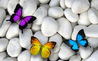 Картинка три бабочки, насекомые, цветные бабочки, белые камушки, морские камушки