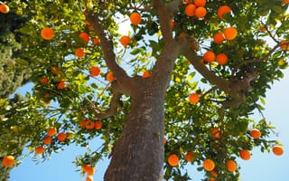Картинка дерево, ветвь, природа, бриллиантовый зелёный, свежий, сладкая, продукт, vitaminhaltig, сладкий апельсин, ствол апельсинового дерева, апельсиновая роща, лист, средиземноморье, питание, лиственный, витамин c, перванш, цитрусовые, плодовое дерево, оранжевый, цитрусовый фрукт, вкусные, апельсины, лето, ботаника, фрукты, витамины, наземное растение, еда, растение, спелый, фруктовый, апельсиновое дерево, вечнозелёный, здорового, цитрусовое дерево, листья, rutaceae, куст, древесное растение, 