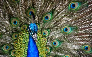 Картинка птица, клюв, позвоночные, brilliantplumage, синяя птица, перо, iridescentbluegreen, indianpeafowl, модный аксессуар, материал, павлин, beautifulfeathers, фауна, птицы