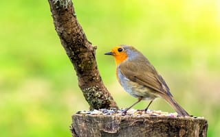 Картинка Robin, природа, птица, птица на пне