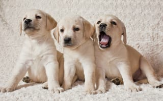 Картинка Labrador puppies, собаки, Лабрадор, собака, щенки, Щенки лабрадора