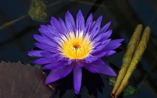 Картинка водяная лилия, водоём, цветок, флора