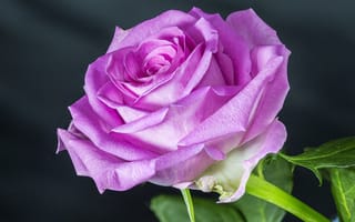 Картинка роза, цветок, розы, пурпурные розы, флора, цветы