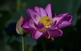 Картинка Lotus, водяная красавица, лотос, лотосы, красивый цветок, водоём, красивые цветы, цветы, цветок, флора