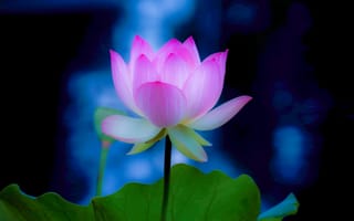 Картинка Lotus, красивый цветок, красивые цветы, водоём, цветок, лотосы, флора, лотос, цветы, водяная красавица