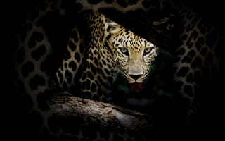 Картинка Leopard portrait, леопард, семейства кошачьих, животное, хищник