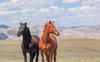 Картинка дикие, лошади, USA, wild horses, Wyoming