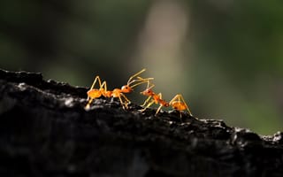 Картинка муравей, лапы, драка