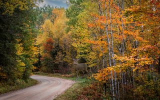 Картинка осень, деревья, дорога, краски осени, природа, пейзаж, олень, осенние листья, лес