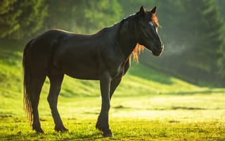 Картинка лошадь, поле, утро