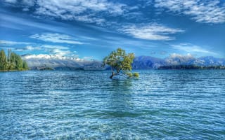 Картинка дерево Ванака, вода, Новая Зеландия, озеро Ванака, природа, дерево, пейзаж, горы