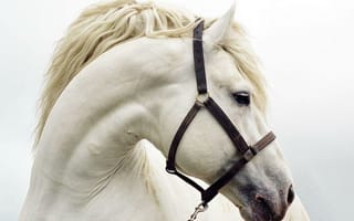 Картинка Белая лошадка, грива, конь