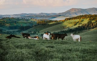 Картинка Вислоухие коровки на фоне гор