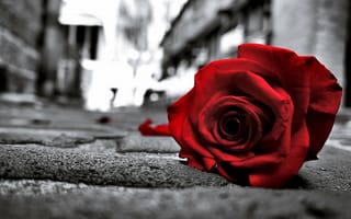 Картинка Красная роза лежит на улице