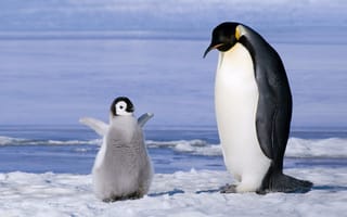 Картинка пингвин, малыш, мило