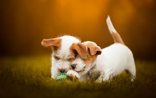 Картинка Два щенка и мячик