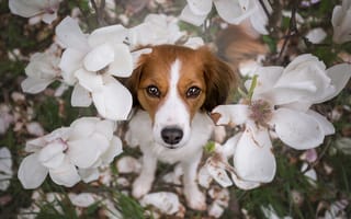 Картинка Собачка в цветах магнолии