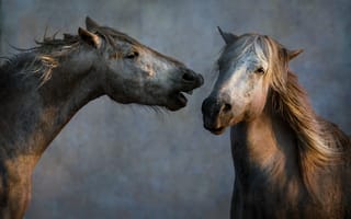 Картинка природа, кони