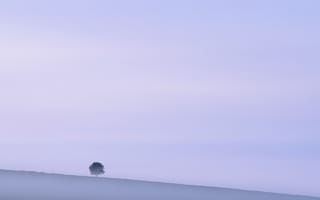 Картинка дерево, туман, природа