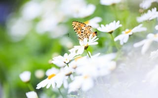 Картинка цветы, фокус, лето, природа, крылья, бабочка, ромашки