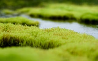Картинка вода, болото, трава, зелень