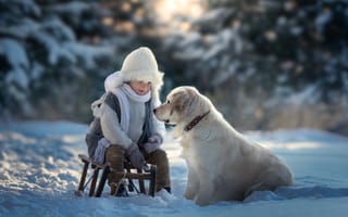 Картинка зима, собака, санки, снег, мальчик, Золотистый ретривер