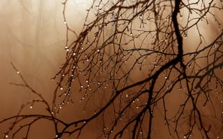 Картинка капли, ветки, sepia, сепия, branches, дождь, rain drops, rain