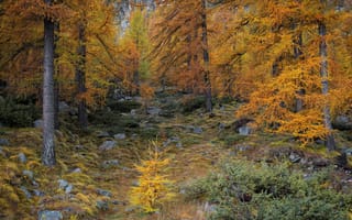 Картинка осень, лес, камни, деревья, кусты