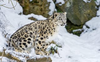 Картинка кошка, котенок, ©Tambako The Jaguar, зима, снег, ирбис, снежный барс