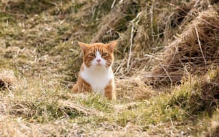 Картинка кошка, природа, поле