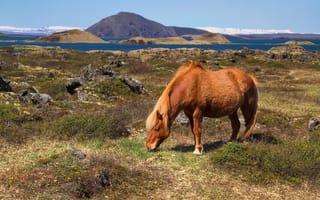 Картинка горы, холмы, Исландия, лошадь, залив, пастбище