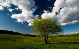 Картинка Дерево, поле, лес, небо, облака