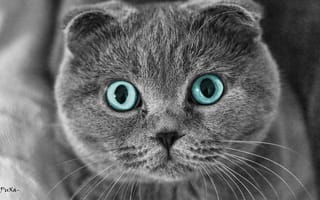 Картинка кот, шотландский вислоухий, puxa, глаза