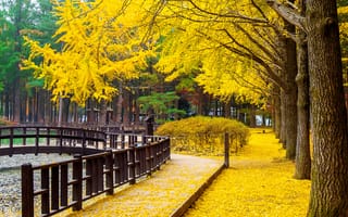 Картинка осень, листья, leaves, Korea, корея, autumn, Nami, tree, yellow, деревья, park, парк
