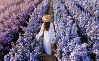 Картинка поле, девушка, dress, white, платье, field, girl, цветы, margaret, маргаритки, flowers
