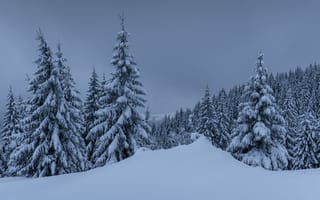 Картинка зима, снег, деревья, елки, горы, пейзаж, forest, landscape