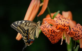 Картинка цветок, макро, лилия, Махаон, бабочка, лепестки, Тигровая лилия