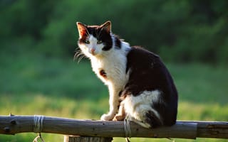 Картинка кошка, сидит, лето, забор, деревня