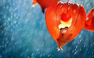 Картинка макро, дождь, укрытие, Анна Чернобай, физалис, лягушка