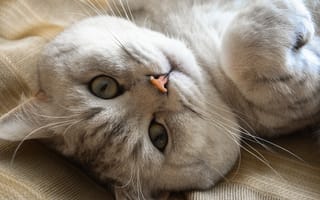 Картинка кошка, взгляд, мордочка, Британская короткошёрстная кошка