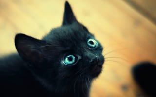 Картинка котенок, мордочка, черный, маленький, глаза, макро, голубые