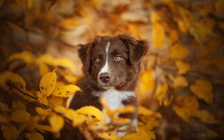 Картинка осень, взгляд, собака, мордашка, боке, ветки, листья