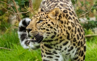 Картинка кошка, амурский леопард, взгляд, леопард