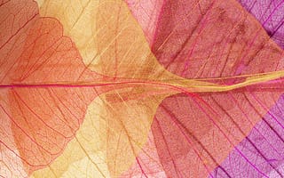 Картинка осенние, autumn, pink, purple, abstract, листья, leaves